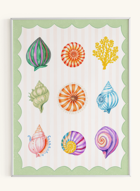 Colorful Seashells